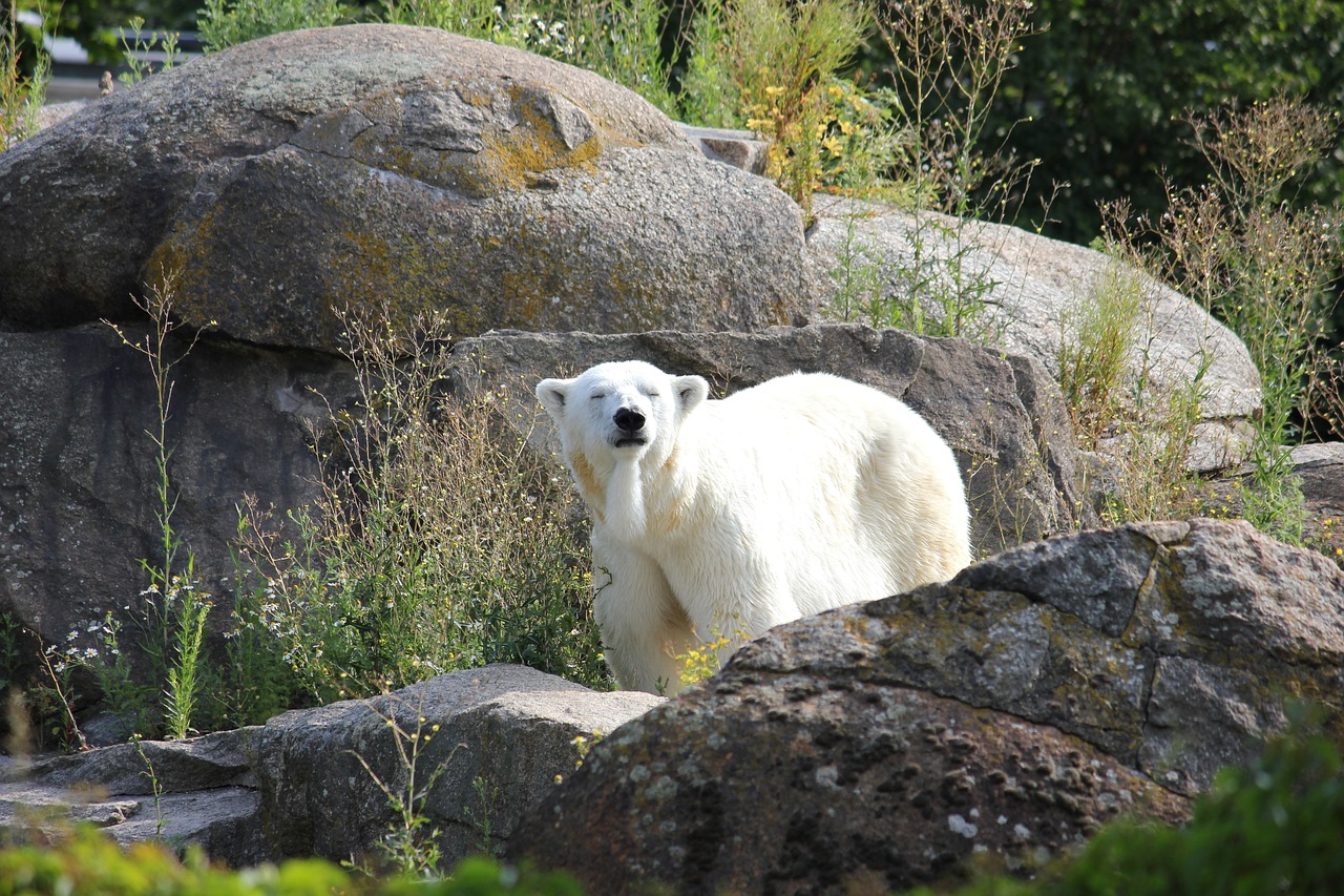 Climate Change: A Driving Factor for the Sixth Mass Extinction?
